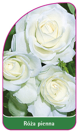 Róza pienna Nr. 21
