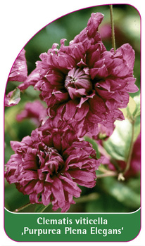 Clematis viticella 'Purpurea Plena Elegans'