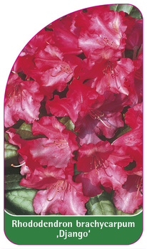 Rhododendron brachycarpum 'Django'