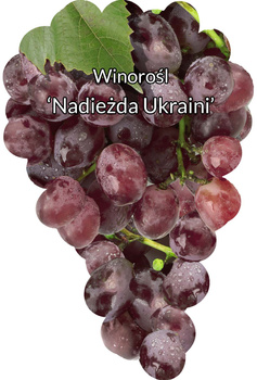 Winorośl Nadiezda Ukraini