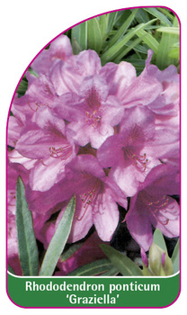 Rhododendron ponticum 'Graziella'
