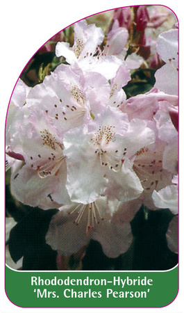 Rhododendron-Hybride 'Mrs. Charles Pearson'