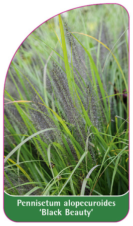 Pennisetum alopecuroides 'Black Beauty'