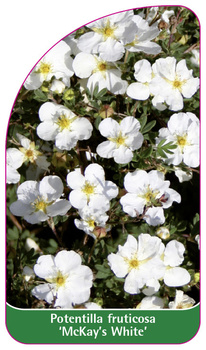 Potentilla fruticosa 'McKay's White'