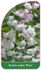 Deutzia scabra 'Plena'