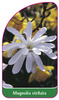 Magnolia stellata