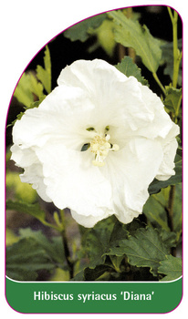 Hibiscus syriacus 'Diana'