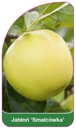 Jablon 'Smalcowka'