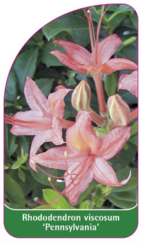 Rhododendron viscosum 'Pennsylvania'