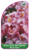 Azalka Knap-Hill-Gybride 'Berry Rose'