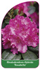 Rhododendron-Hybride 'Rosabella'