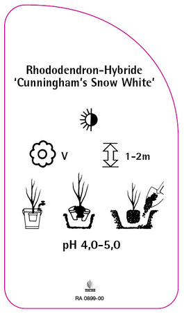 Rhododendron-Hybride 'Cunningham's Snow White'