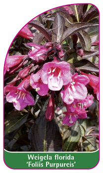 Weigela florida 'Foliis Purpureis'