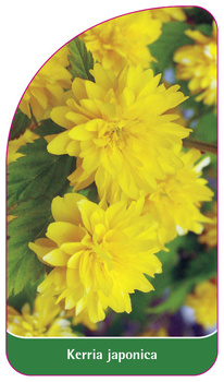 Kerria japonica