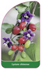 Lycium chinense