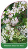 Viburnum tinus 'Eve Price'