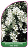 Exochorda macrantha 'The Bride'