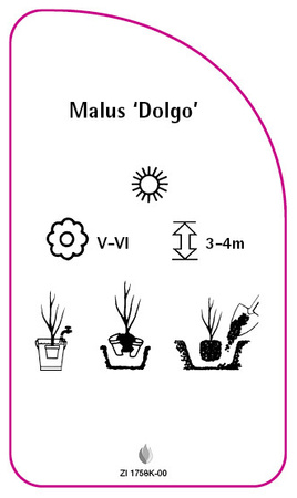 Malus 'Dolgo'