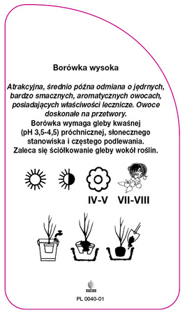 Vaccinium corymbosum 'Jersey'