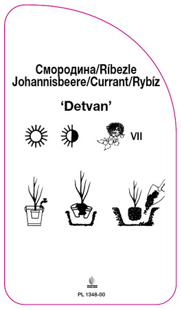 Rybíz 'Detvan'
