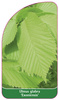 Ulmus glabra 'Exoniensis'