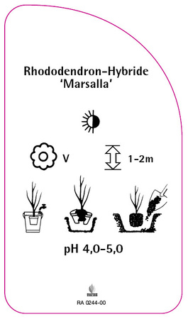 Rhododendron-Hybride 'Marsalla'