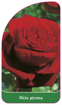 Róza pienna Nr. 12