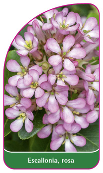 Escallonia, rosa