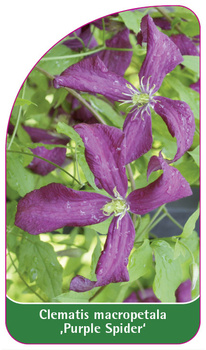 Clematis macropetala 'Purple Spider'
