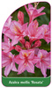 Azalea mollis 'Rosata'