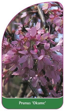 Prunus 'Okame'