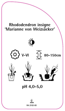 Rhododendron insigne 'Marianne von Weizsäcker'