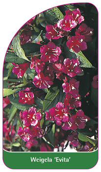 Weigela 'Evita'