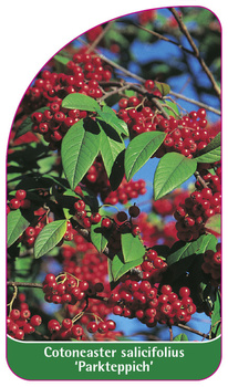 Cotoneaster salicifolius 'Parkteppich'