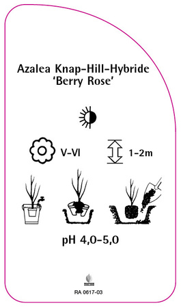 Azalea Knap-Hill-Hybride 'Berryrose'