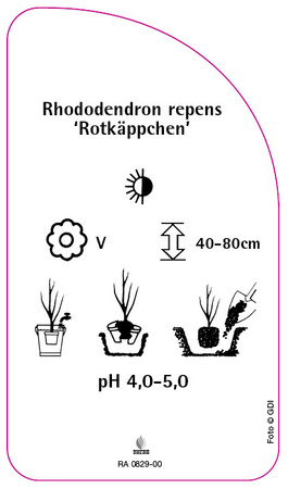 Rhododendron repens 'Rotkäppchen'