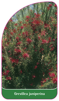 Grevillea juniperina