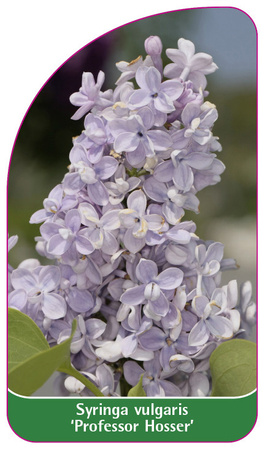 Syringa vulgaris "Profesor Hosser
