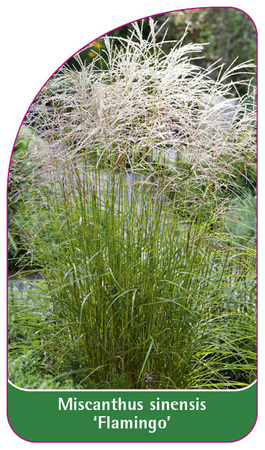 Miscanthus sinensis 'Flamingo'