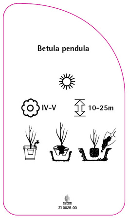 Betula pendula