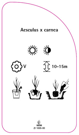 Aesculus x carnea