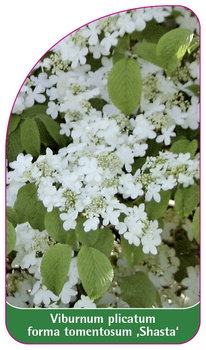 Viburnum plicatum forma tomentosum 'Shasta'