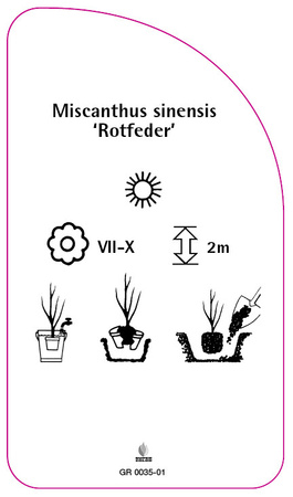 Miscanthus sinensis 'Rotfeder'