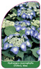 Hydrangea macrophylla (Teller), blau