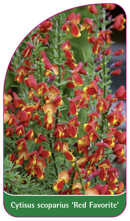 Cytisus scoparius 'Red Favorite'