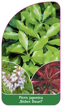 Pieris japonica 'Bisbee Dwarf'