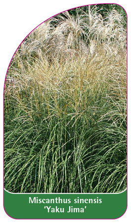 Miscanthus sinensis 'Yaku Jima'