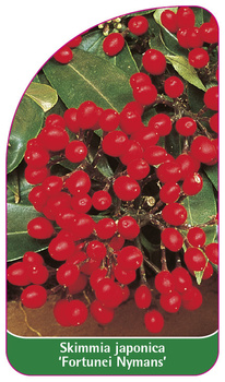 Skimmia japonica 'Fortunei Nymans'
