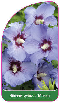 Hibiscus syriacus 'Marina'