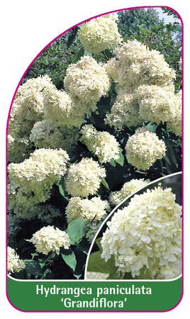 Hydrangea paniculata 'Grandiflora'